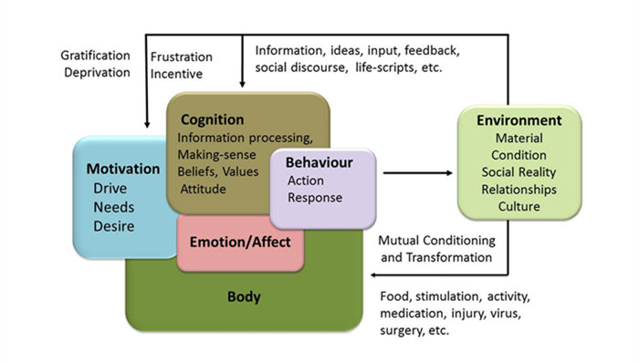 Human behavior diagram